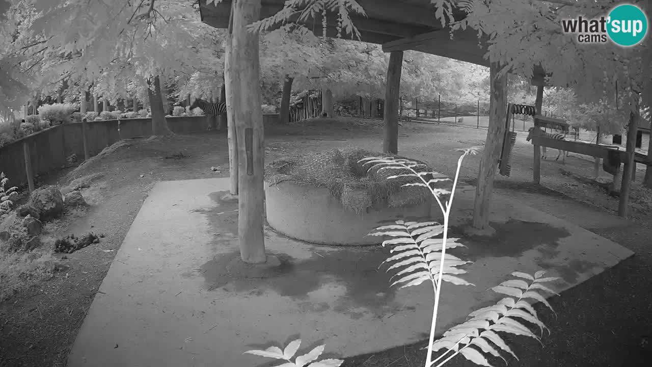 Camera en vivo Cebras in Ljubljana ZOO – Eslovenia