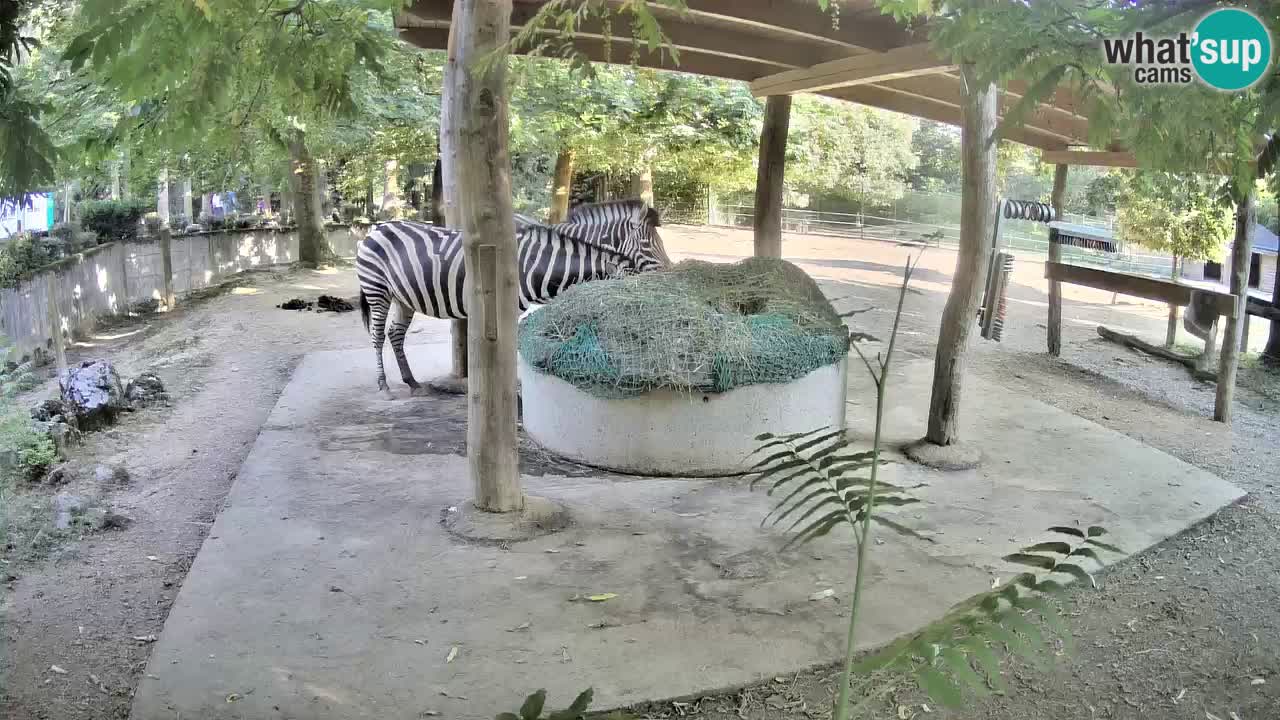 Live webcam Les zèbres in Ljubljana ZOO – Slovénie