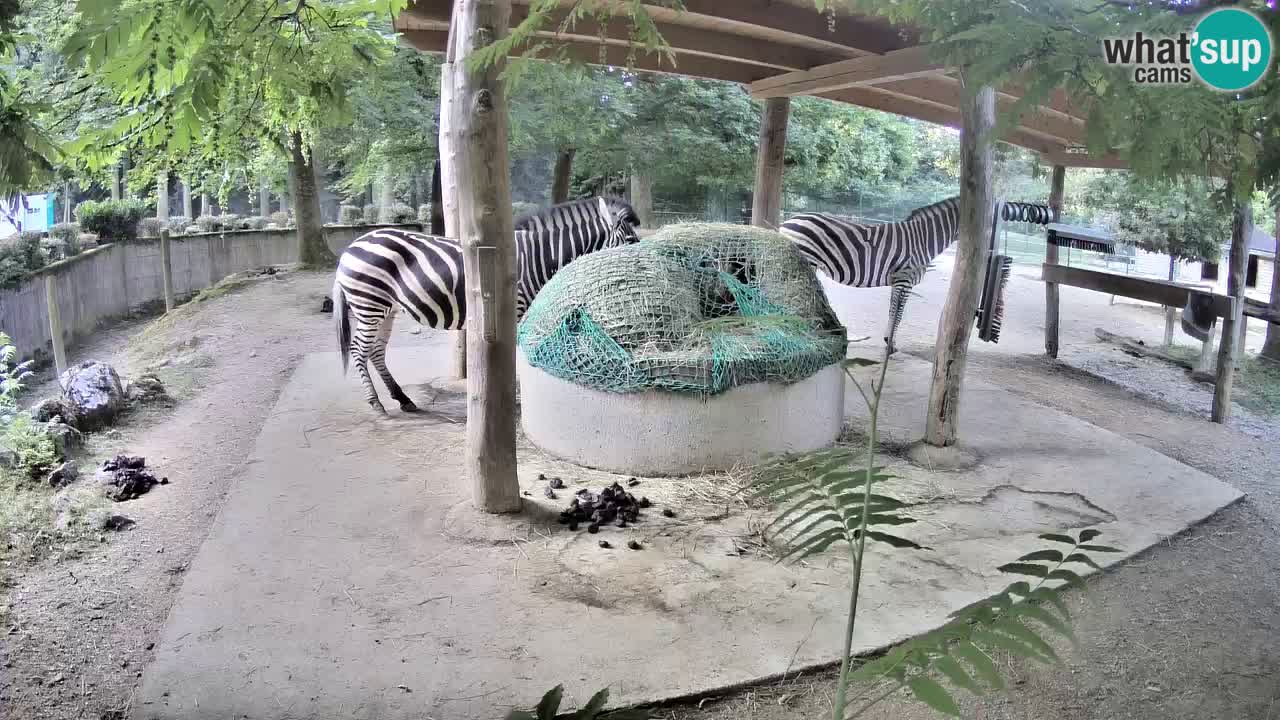 Live webcam Les zèbres in Ljubljana ZOO – Slovénie
