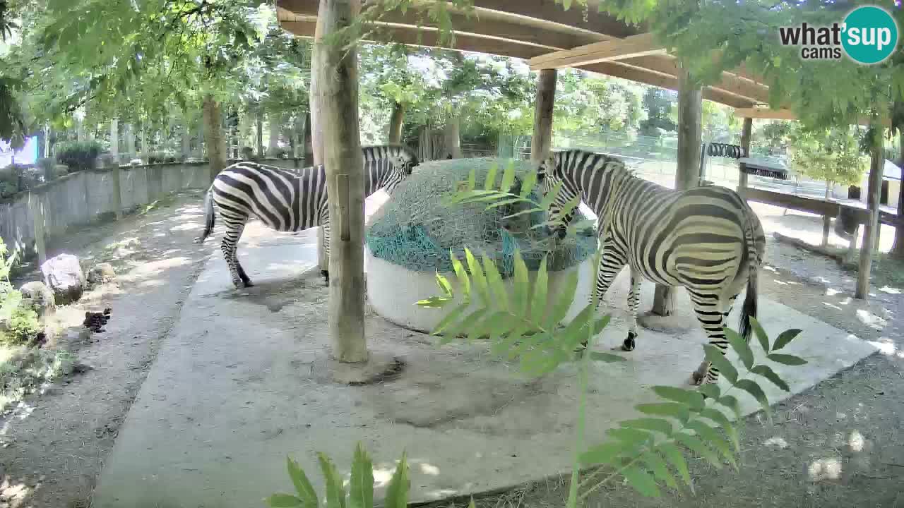 Camera en vivo Cebras in Ljubljana ZOO – Eslovenia