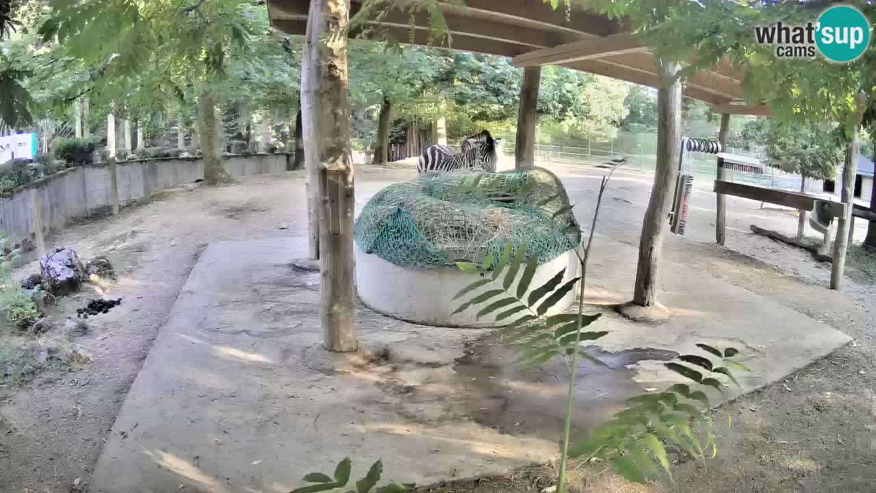 Live Webcam Zebras in Ljubljana ZOO – Slowenien