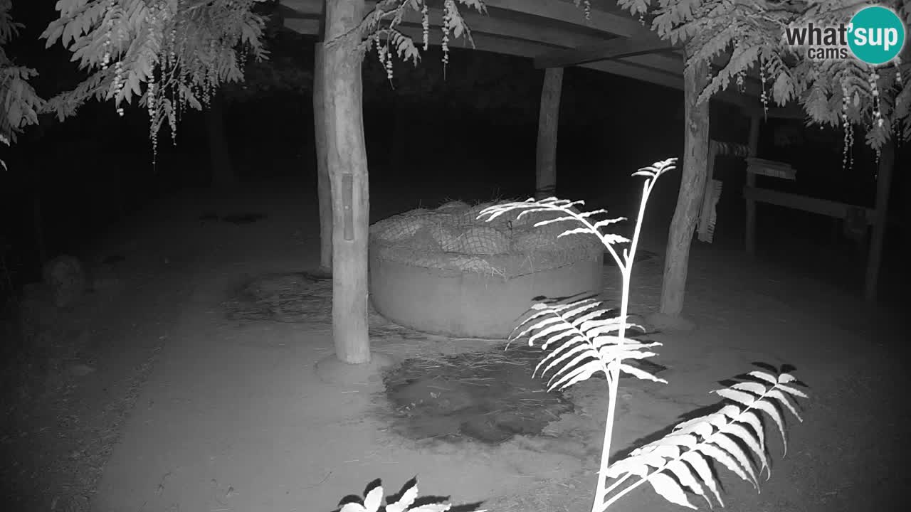 Live webcam Les zèbres in Ljubljana ZOO – Slovénie