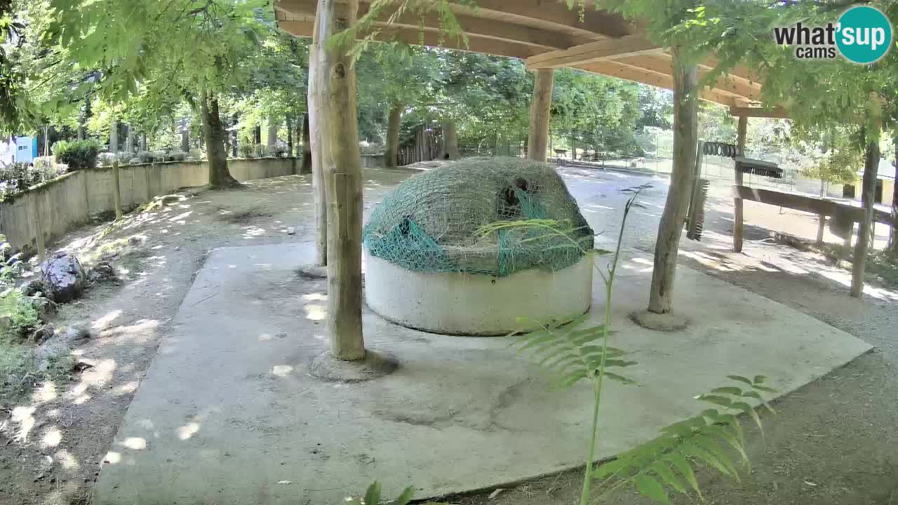 Camera en vivo Cebras in Ljubljana ZOO – Eslovenia