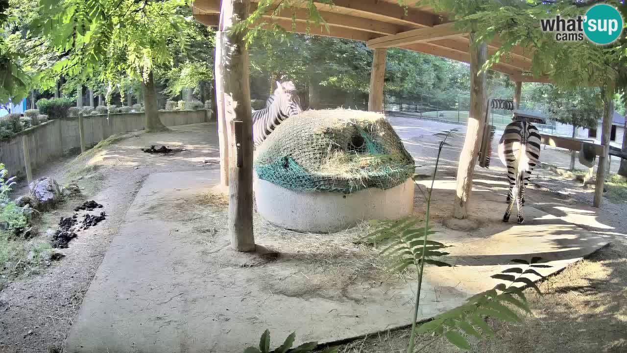 Live webcam Zebras in Ljubljana ZOO – Slovenia
