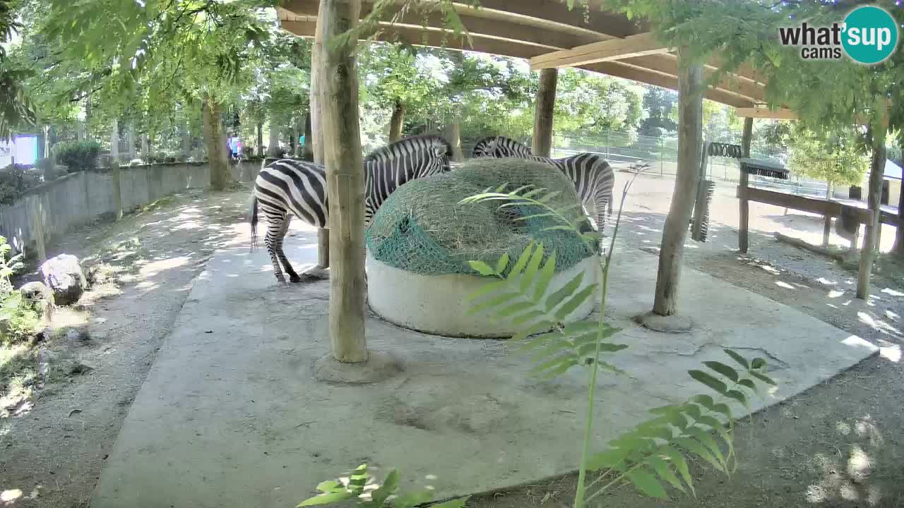 Live Webcam Zebras in Ljubljana ZOO – Slowenien