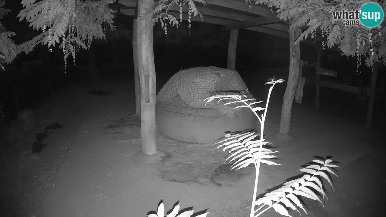 Live Webcam Zebras in Ljubljana ZOO – Slowenien