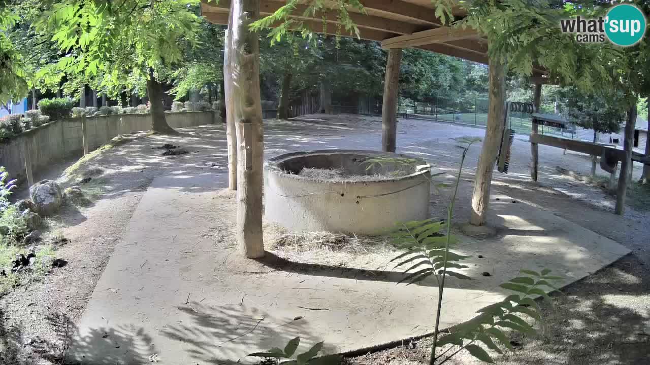 Live Webcam Zebras in Ljubljana ZOO – Slowenien