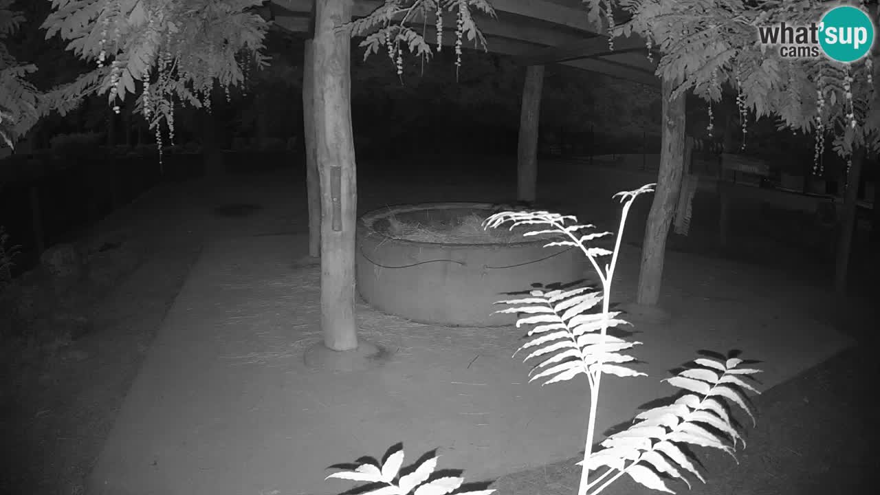Live webcam Zebras in Ljubljana ZOO – Slovenia