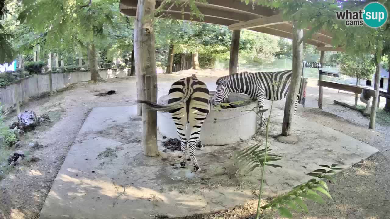 Camera en vivo Cebras in Ljubljana ZOO – Eslovenia