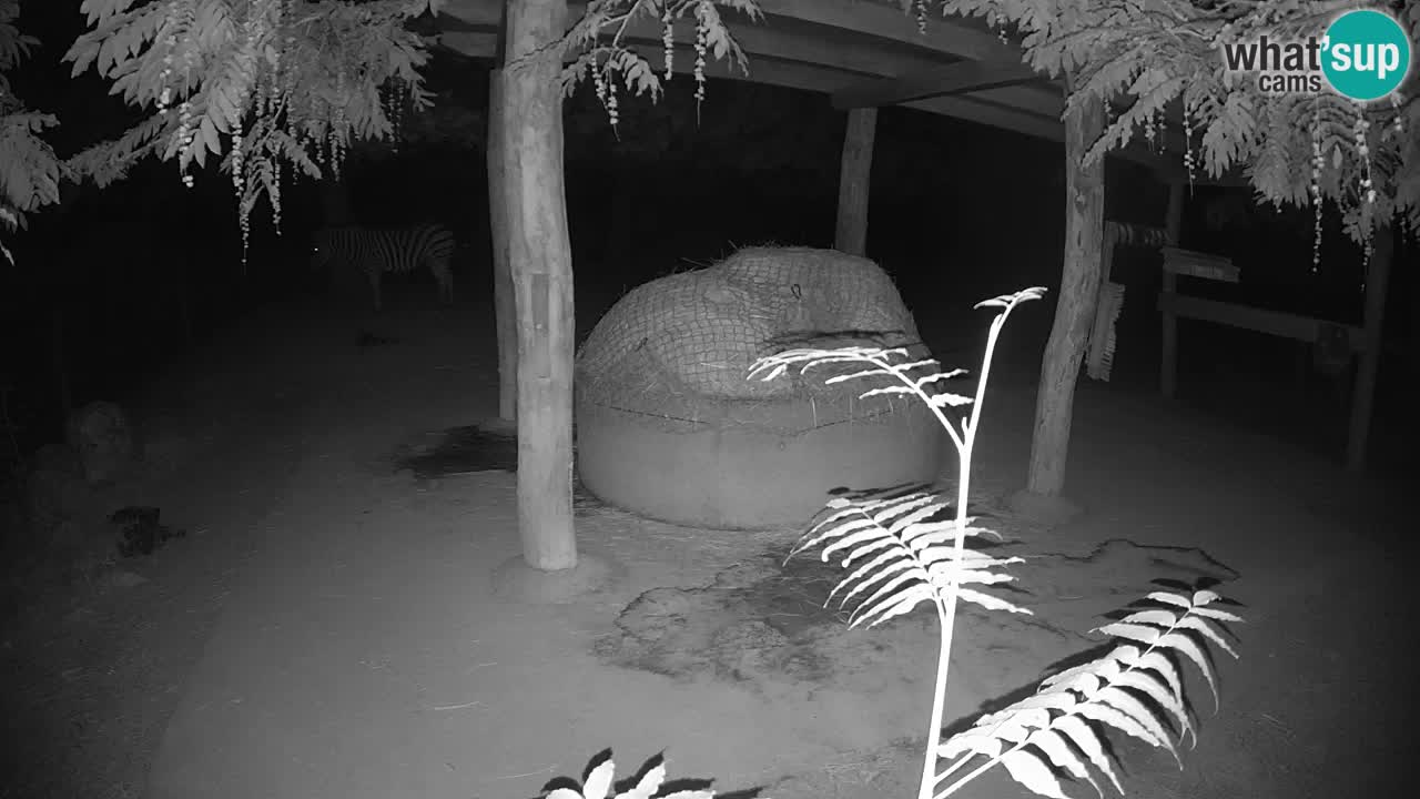 Live webcam Zebras in Ljubljana ZOO – Slovenia
