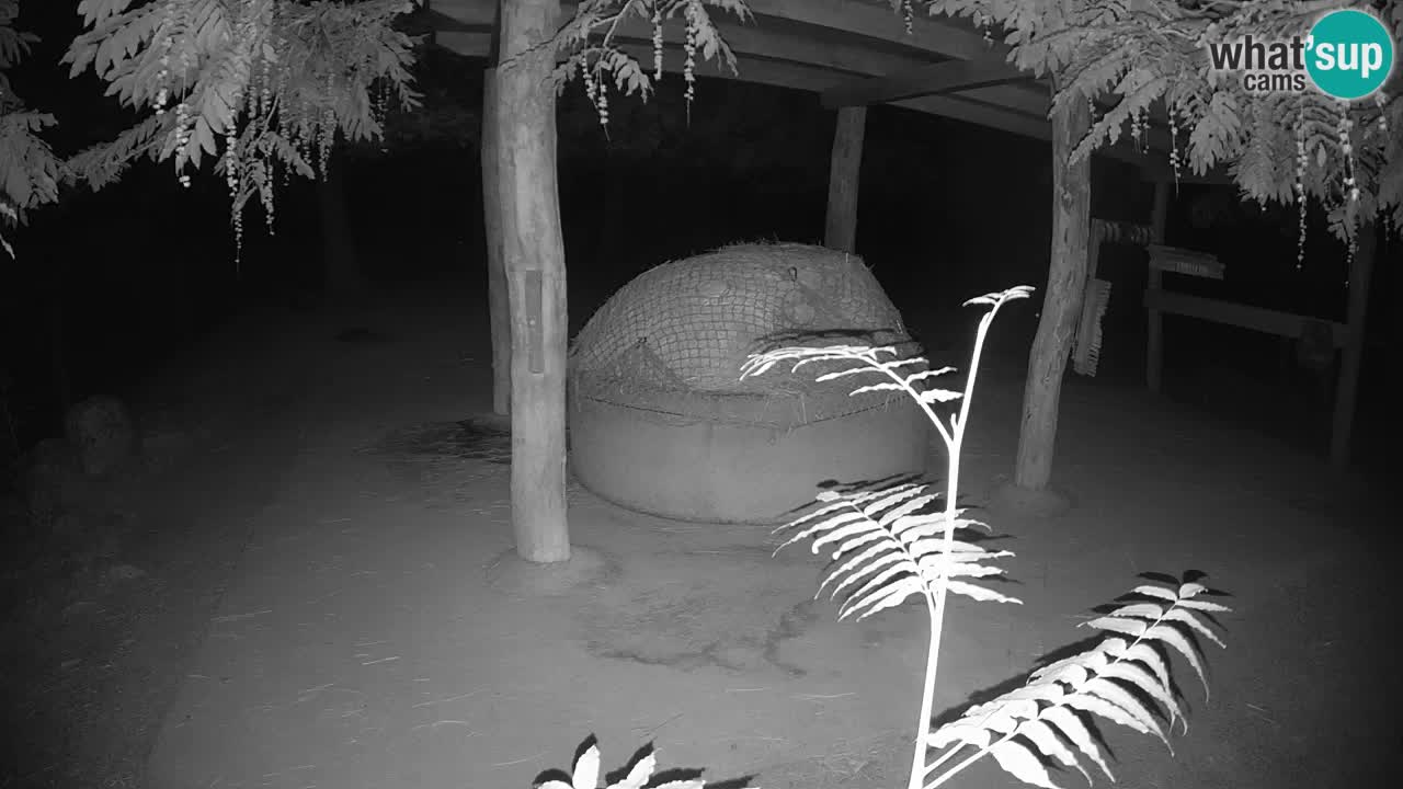 Live webcam Les zèbres in Ljubljana ZOO – Slovénie