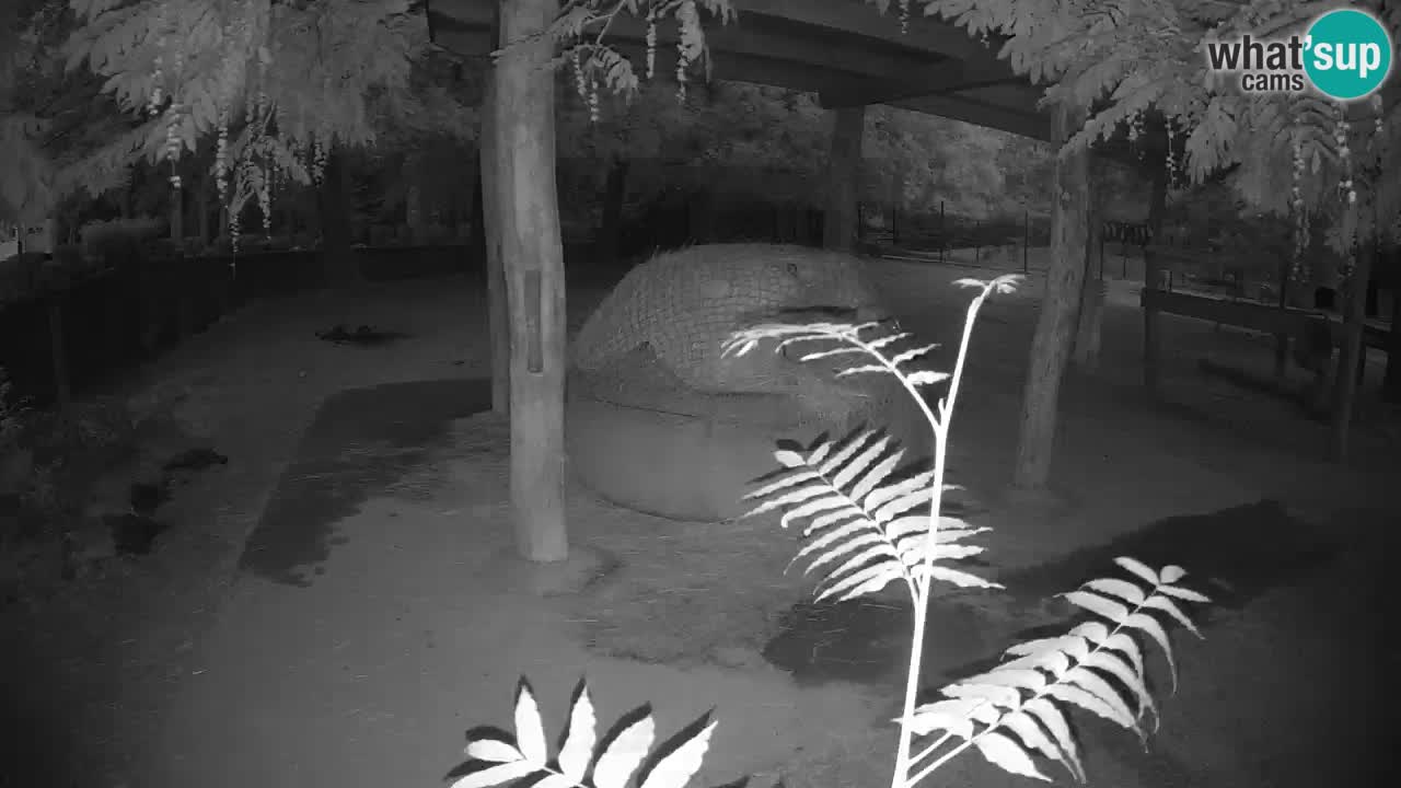 Live Webcam Zebras in Ljubljana ZOO – Slowenien