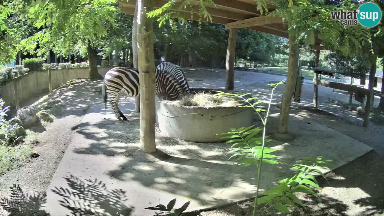 Le Zebre nello ZOO di Ljubljana – Slovenia Live webcam