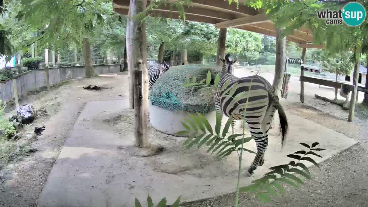 Live webcam Zebras in Ljubljana ZOO – Slovenia