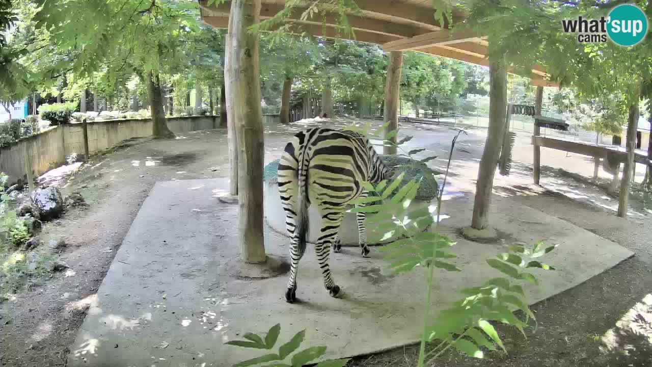 Camera en vivo Cebras in Ljubljana ZOO – Eslovenia