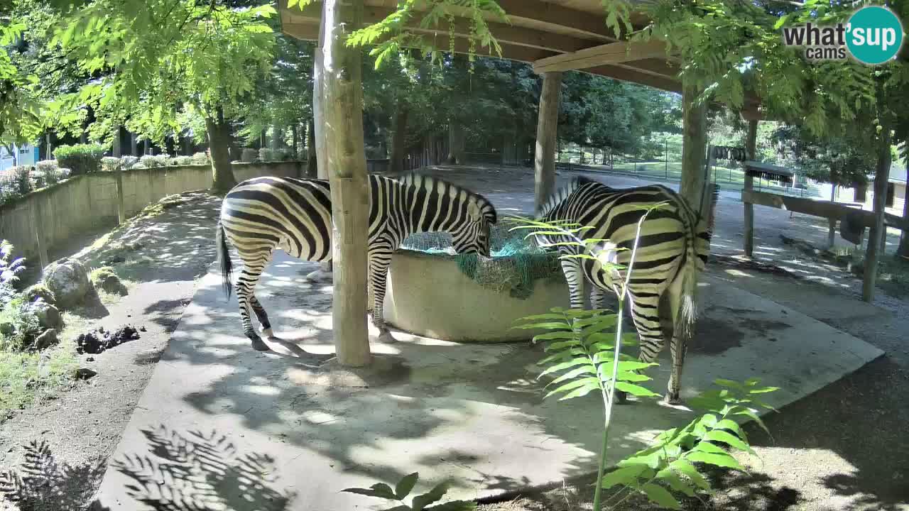 Le Zebre nello ZOO di Ljubljana – Slovenia Live webcam