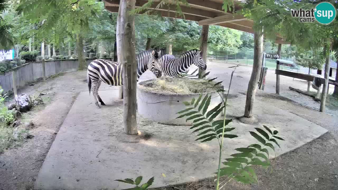 Live webcam Zebras in Ljubljana ZOO – Slovenia