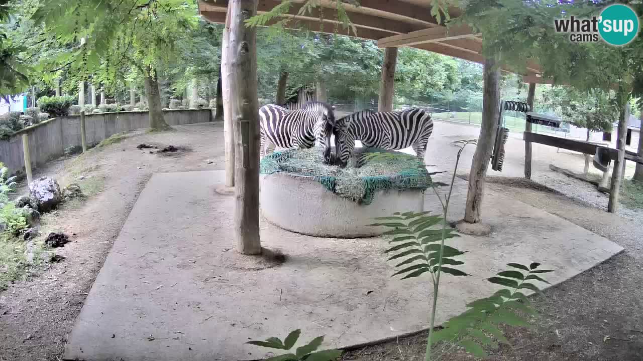 Camera en vivo Cebras in Ljubljana ZOO – Eslovenia