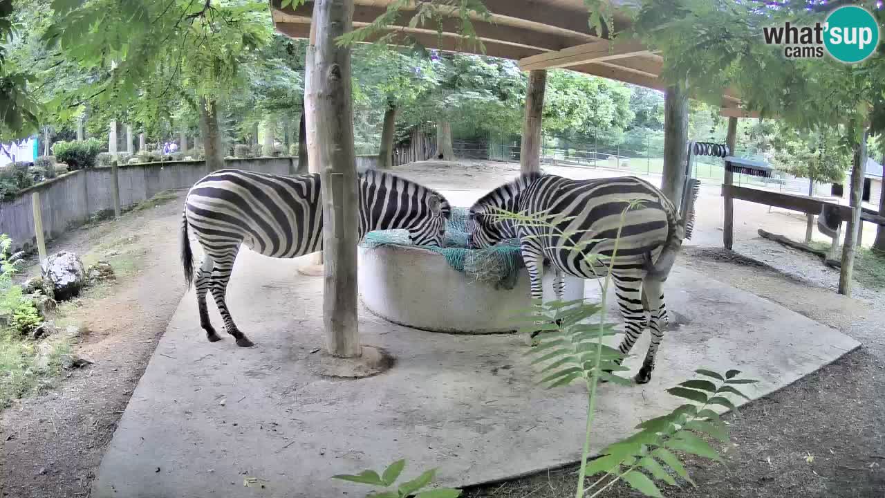 Le Zebre nello ZOO di Ljubljana – Slovenia Live webcam