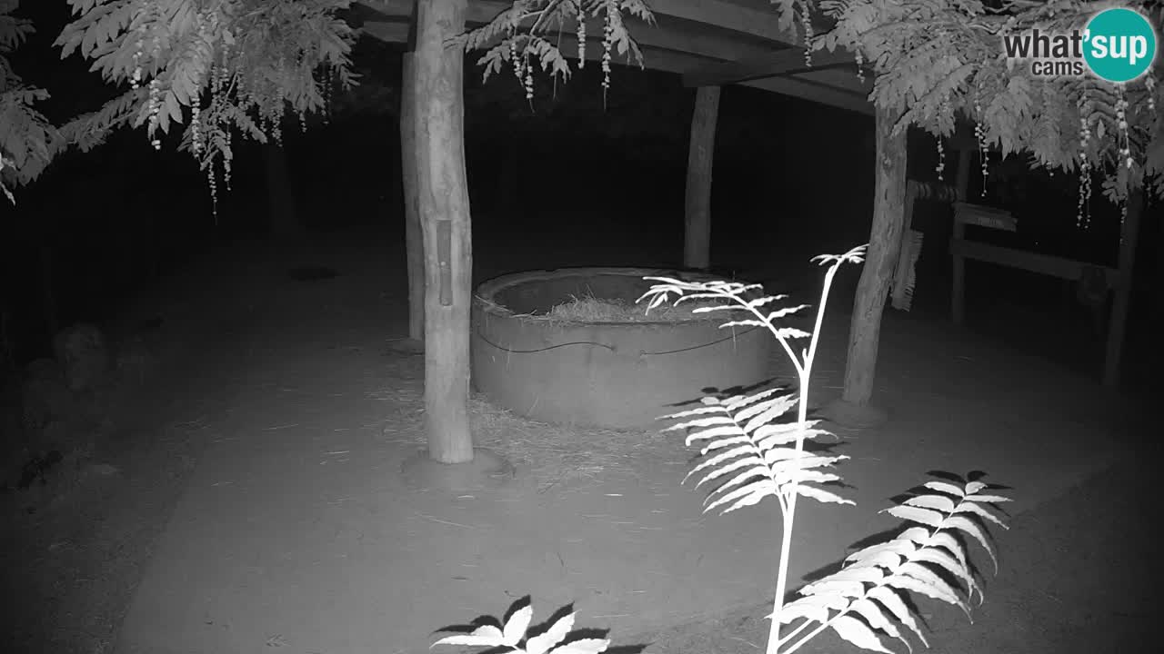 Live webcam Zebras in Ljubljana ZOO – Slovenia