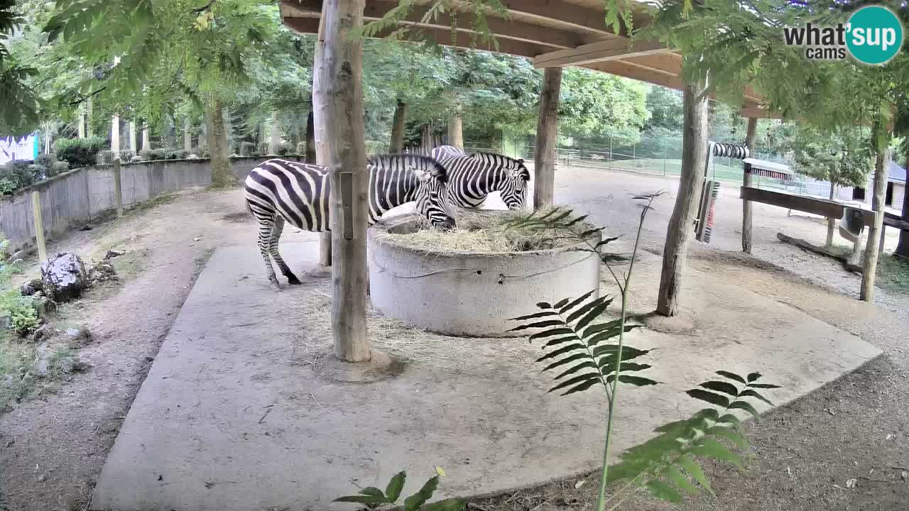 Live webcam Les zèbres in Ljubljana ZOO – Slovénie