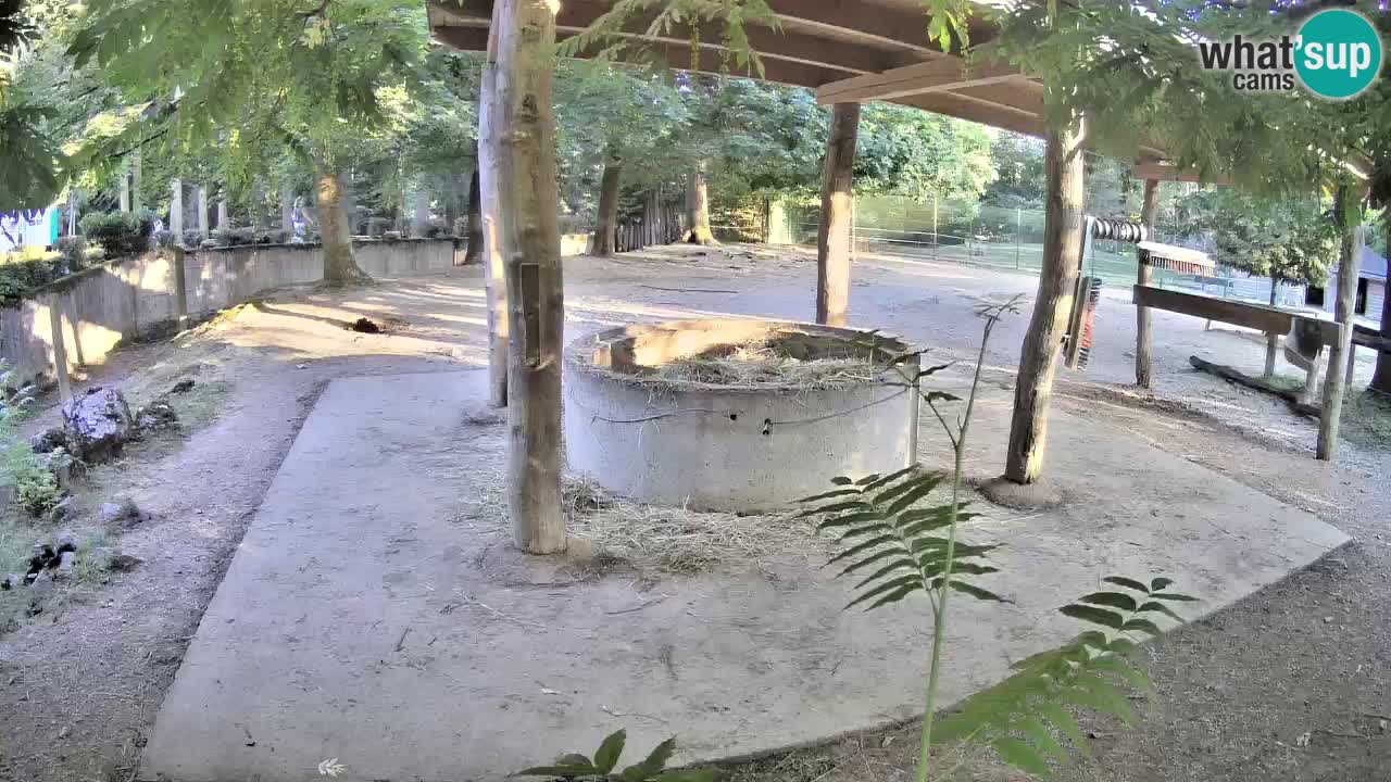 Live Webcam Zebras in Ljubljana ZOO – Slowenien