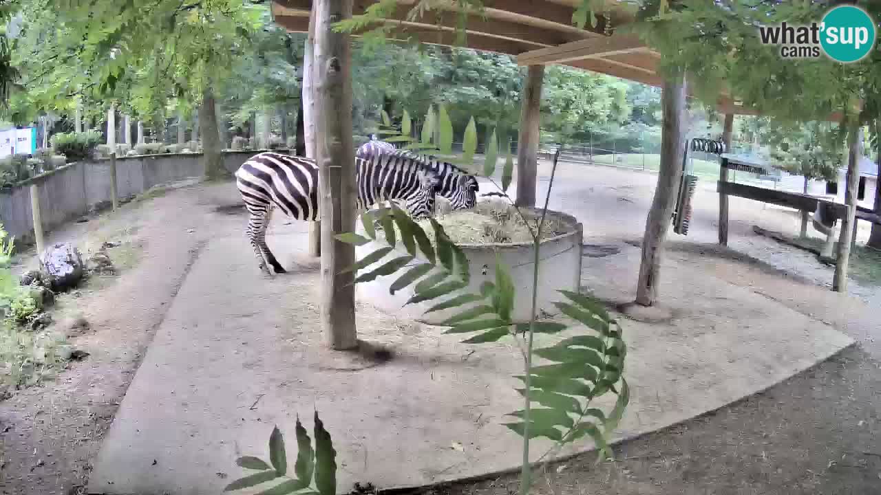 Camera en vivo Cebras in Ljubljana ZOO – Eslovenia