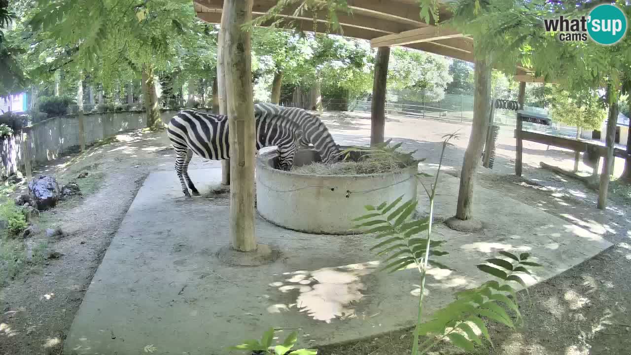 Live webcam Zebras in Ljubljana ZOO – Slovenia