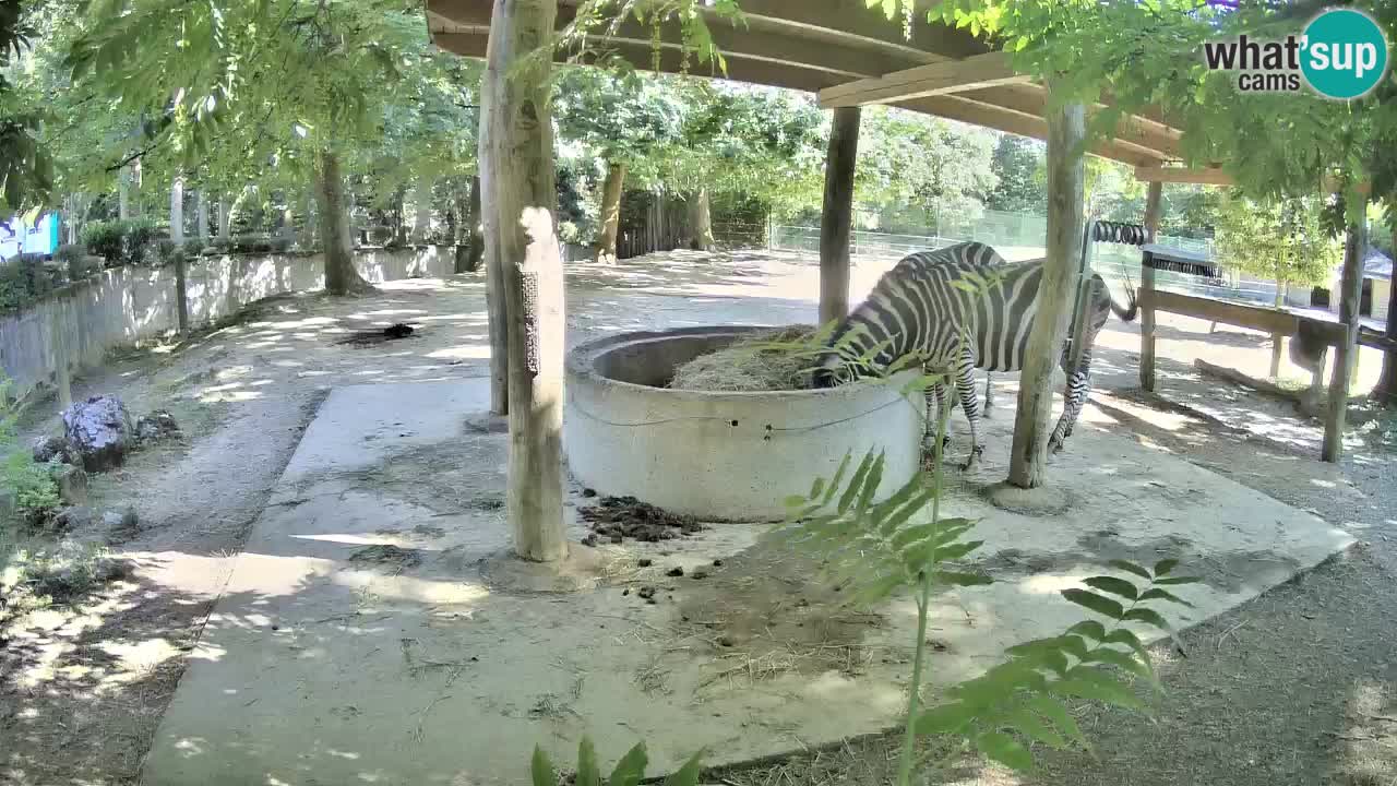 Le Zebre nello ZOO di Ljubljana – Slovenia Live webcam
