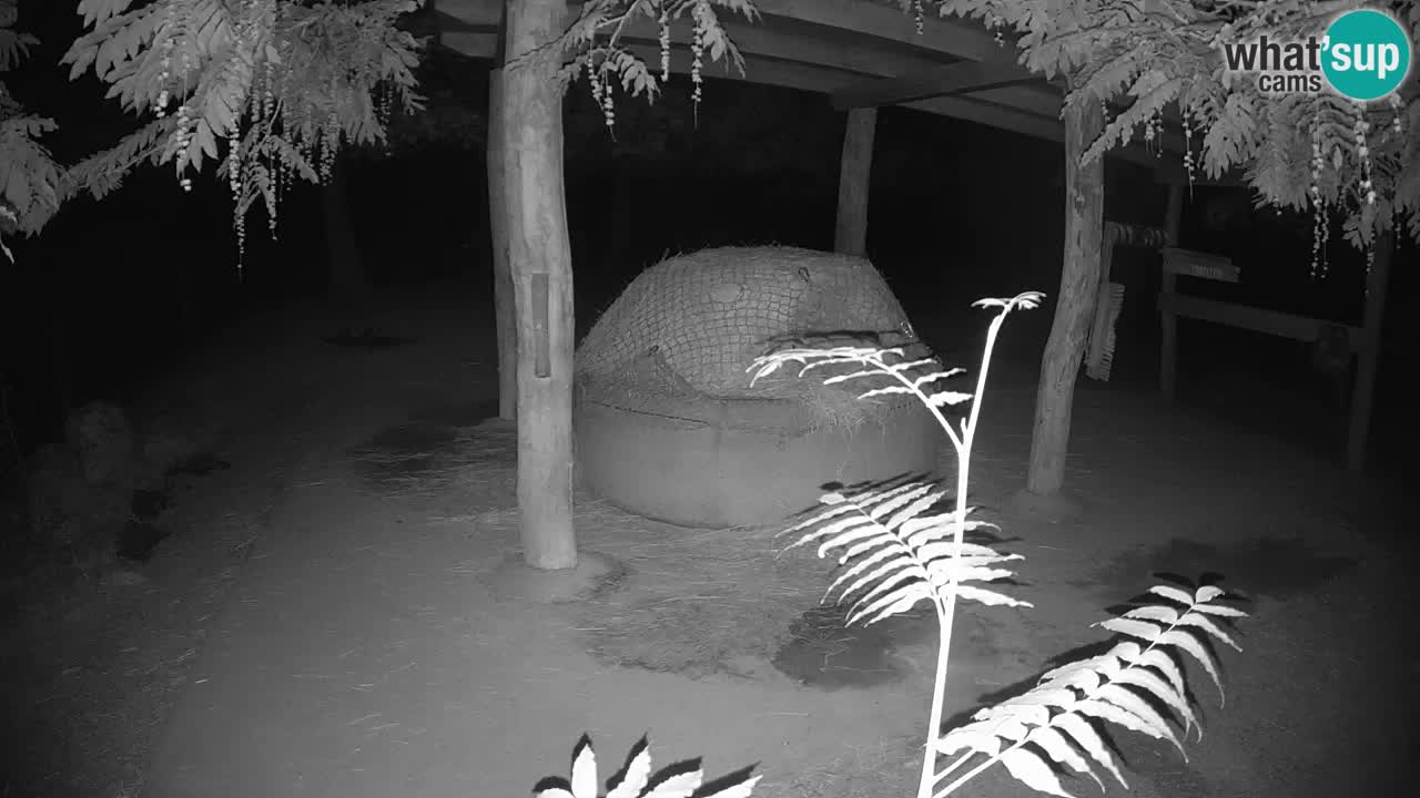 Live Webcam Zebras in Ljubljana ZOO – Slowenien