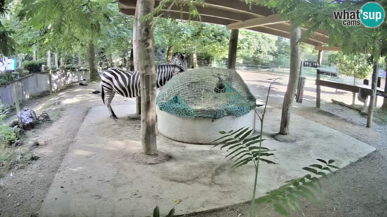 Live Webcam Zebras in Ljubljana ZOO – Slowenien
