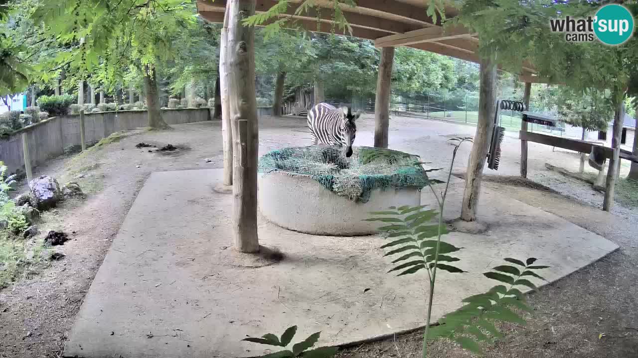 Live webcam Zebras in Ljubljana ZOO – Slovenia