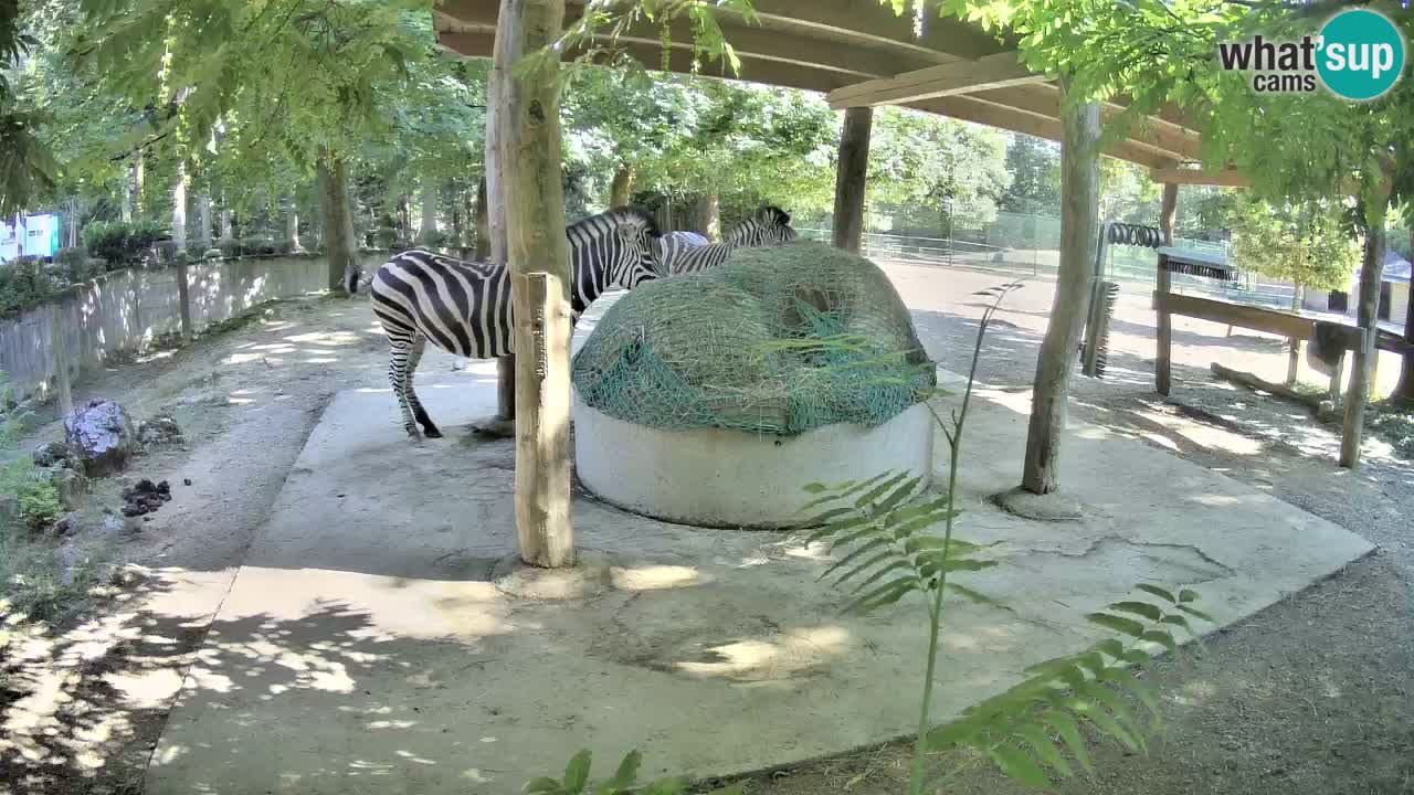 Le Zebre nello ZOO di Ljubljana – Slovenia Live webcam