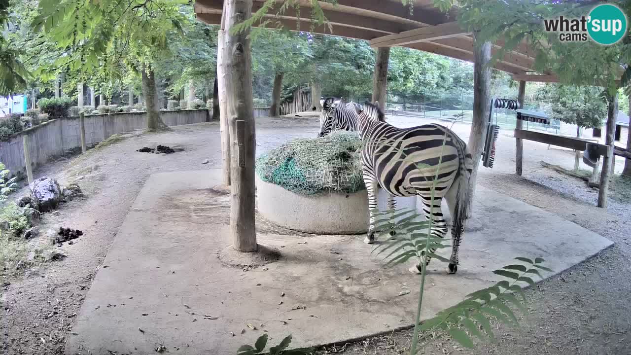 Live webcam Zebras in Ljubljana ZOO – Slovenia