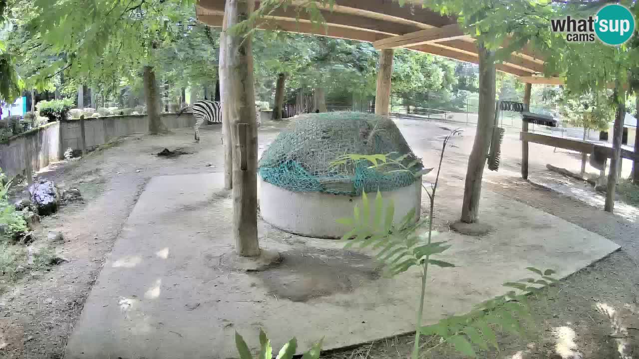 Live webcam Zebras in Ljubljana ZOO – Slovenia