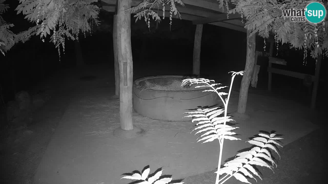 Le Zebre nello ZOO di Ljubljana – Slovenia Live webcam
