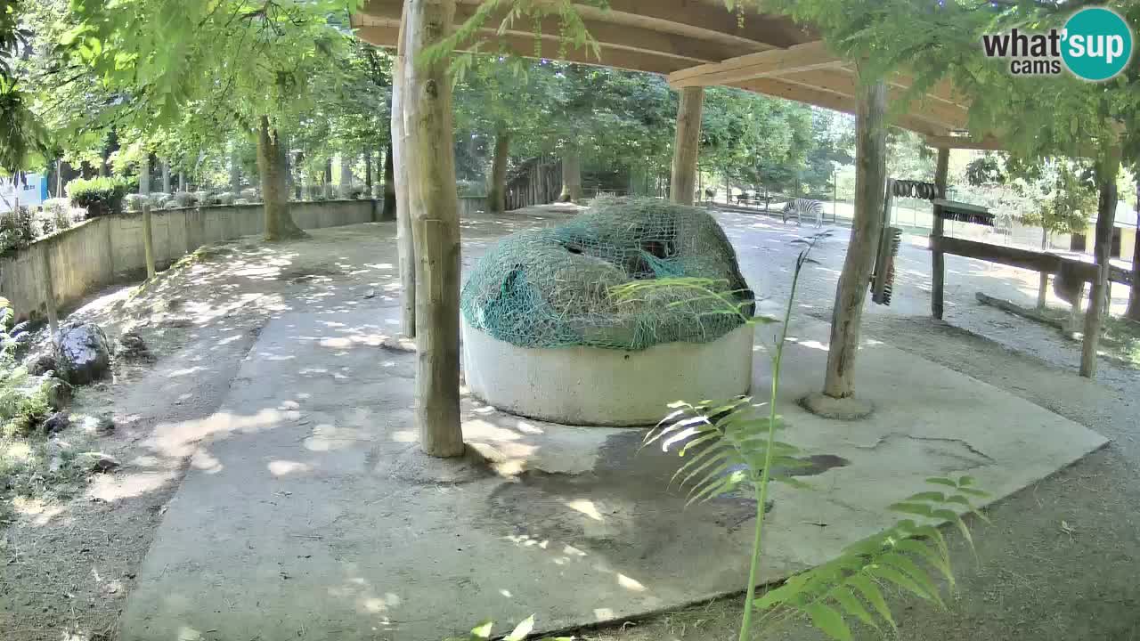 Le Zebre nello ZOO di Ljubljana – Slovenia Live webcam