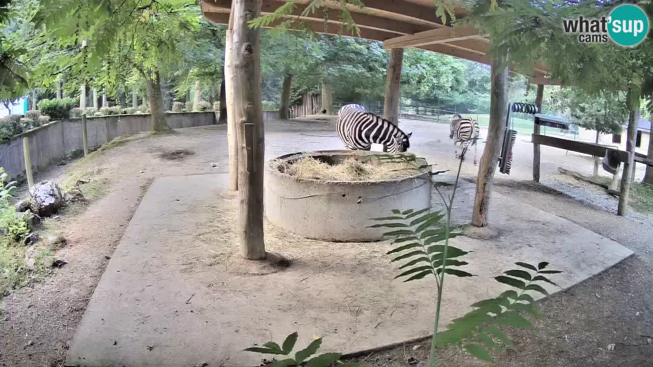Le Zebre nello ZOO di Ljubljana – Slovenia Live webcam