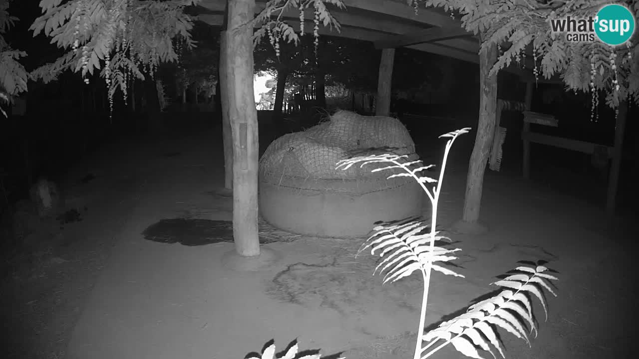 Live Webcam Zebras in Ljubljana ZOO – Slowenien