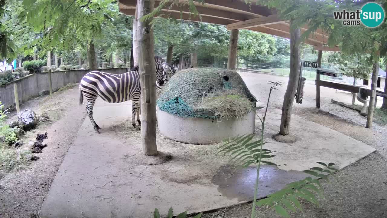 Live webcam Zebras in Ljubljana ZOO – Slovenia