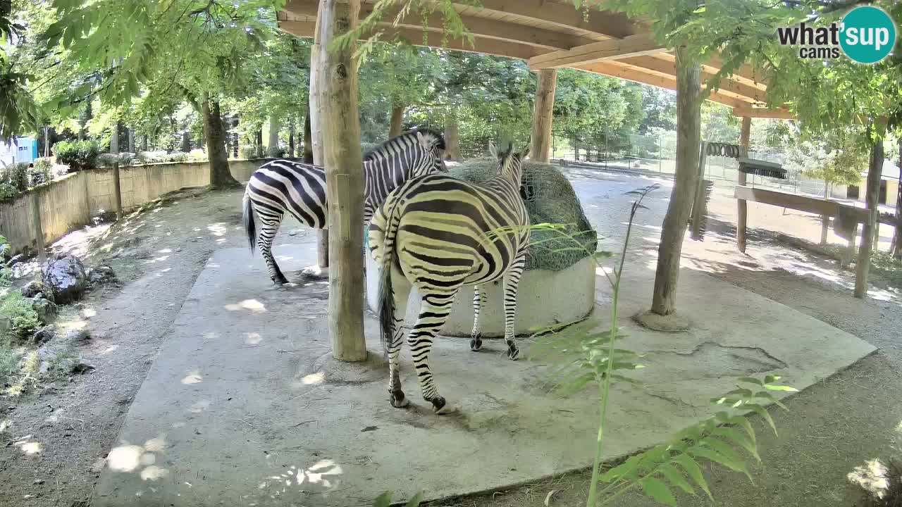 Camera en vivo Cebras in Ljubljana ZOO – Eslovenia