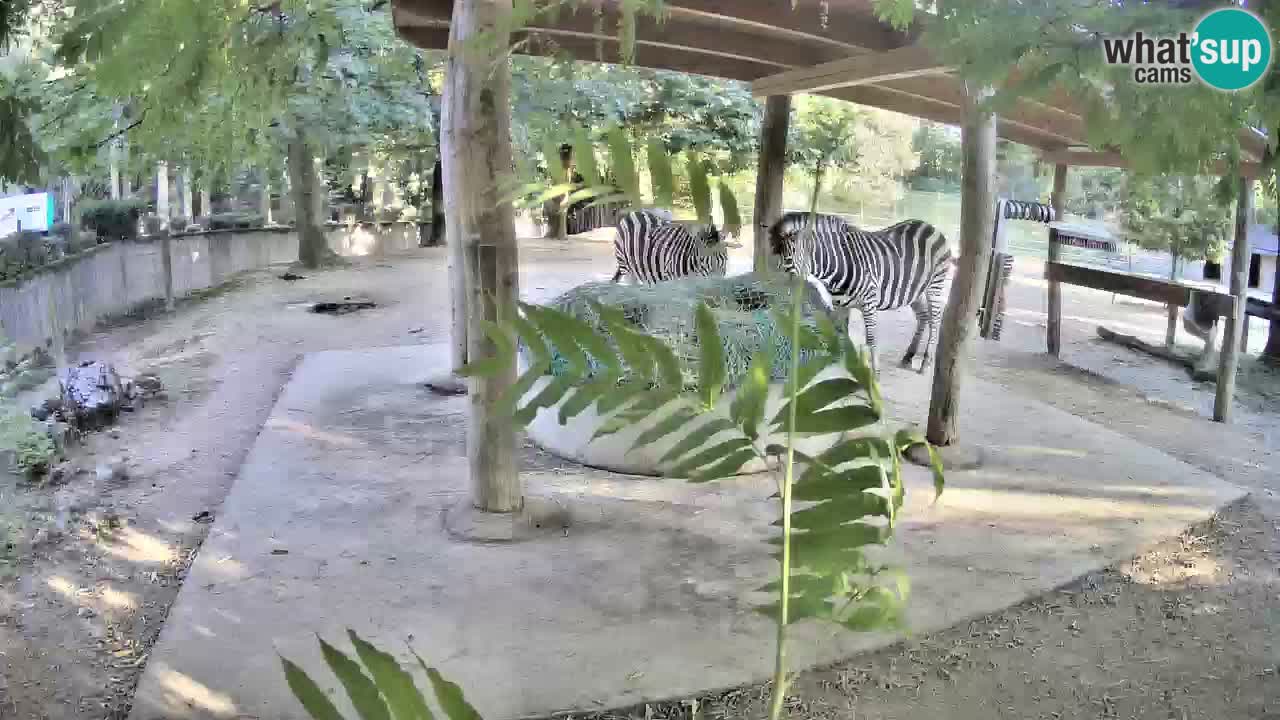 Live Webcam Zebras in Ljubljana ZOO – Slowenien