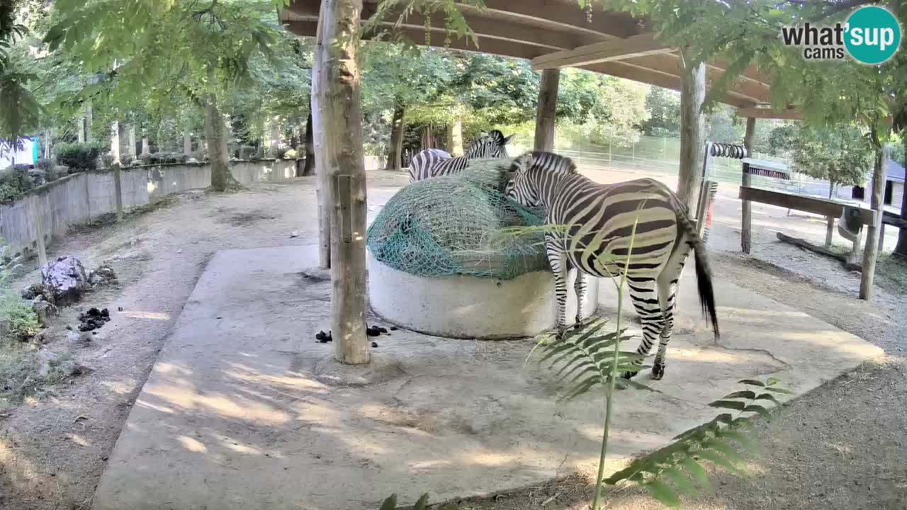 Le Zebre nello ZOO di Ljubljana – Slovenia Live webcam