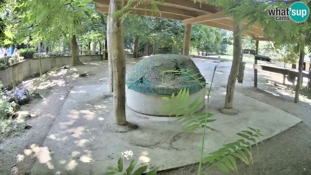 Live webcam Zebras in Ljubljana ZOO – Slovenia