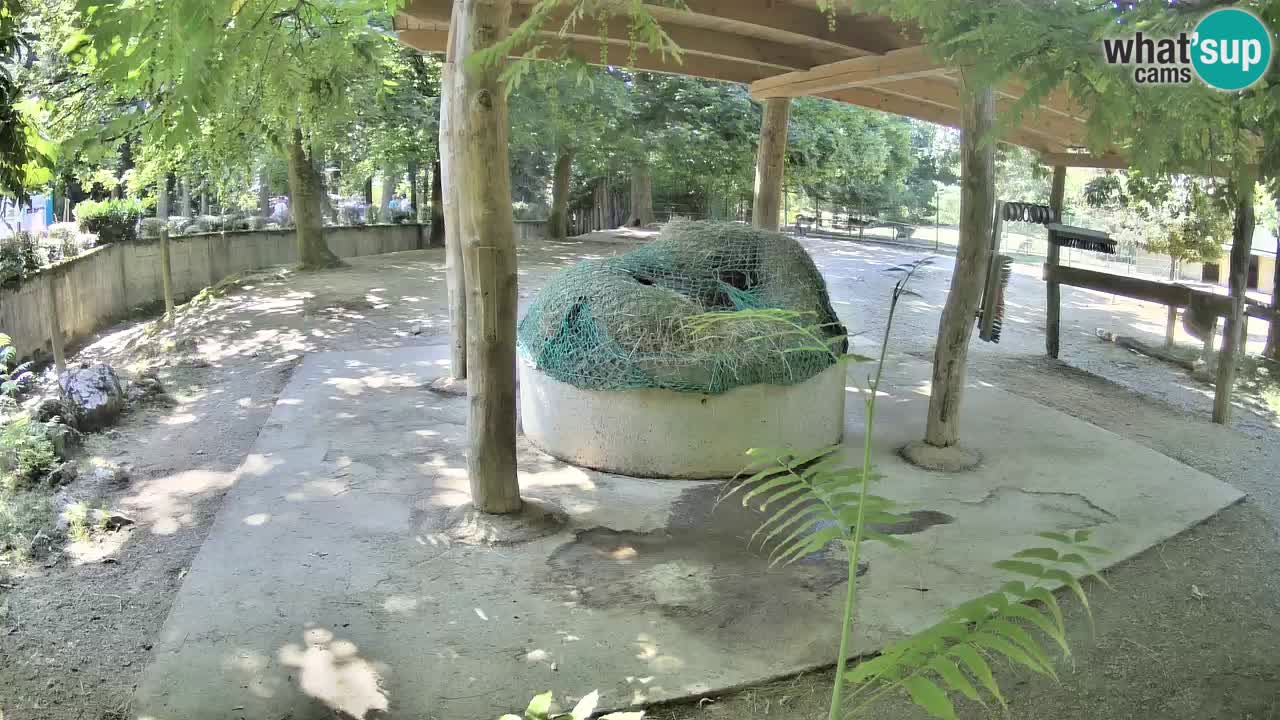 Live webcam Zebras in Ljubljana ZOO – Slovenia
