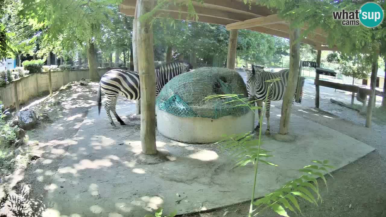 Live webcam Zebras in Ljubljana ZOO – Slovenia
