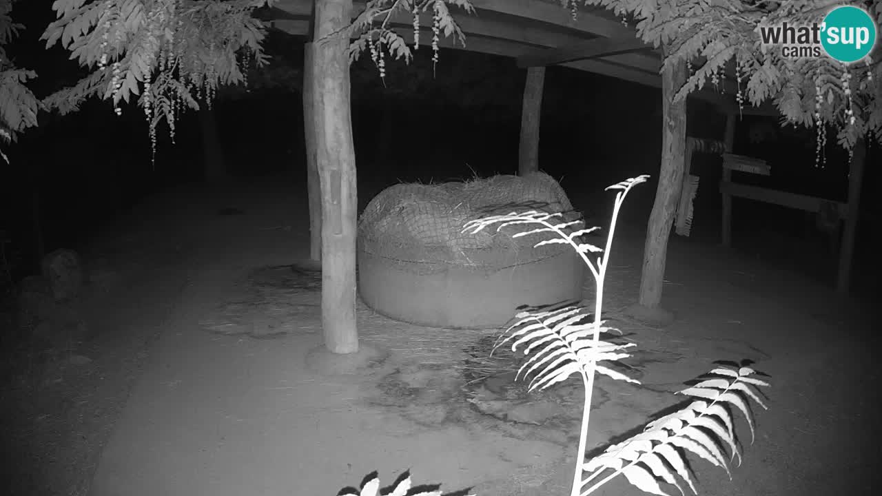 Live webcam Zebras in Ljubljana ZOO – Slovenia