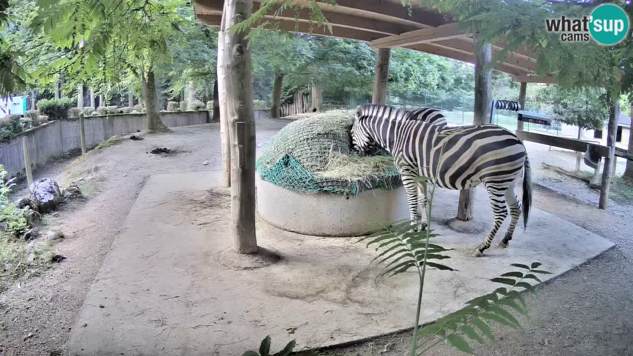 Live webcam Zebras in Ljubljana ZOO – Slovenia