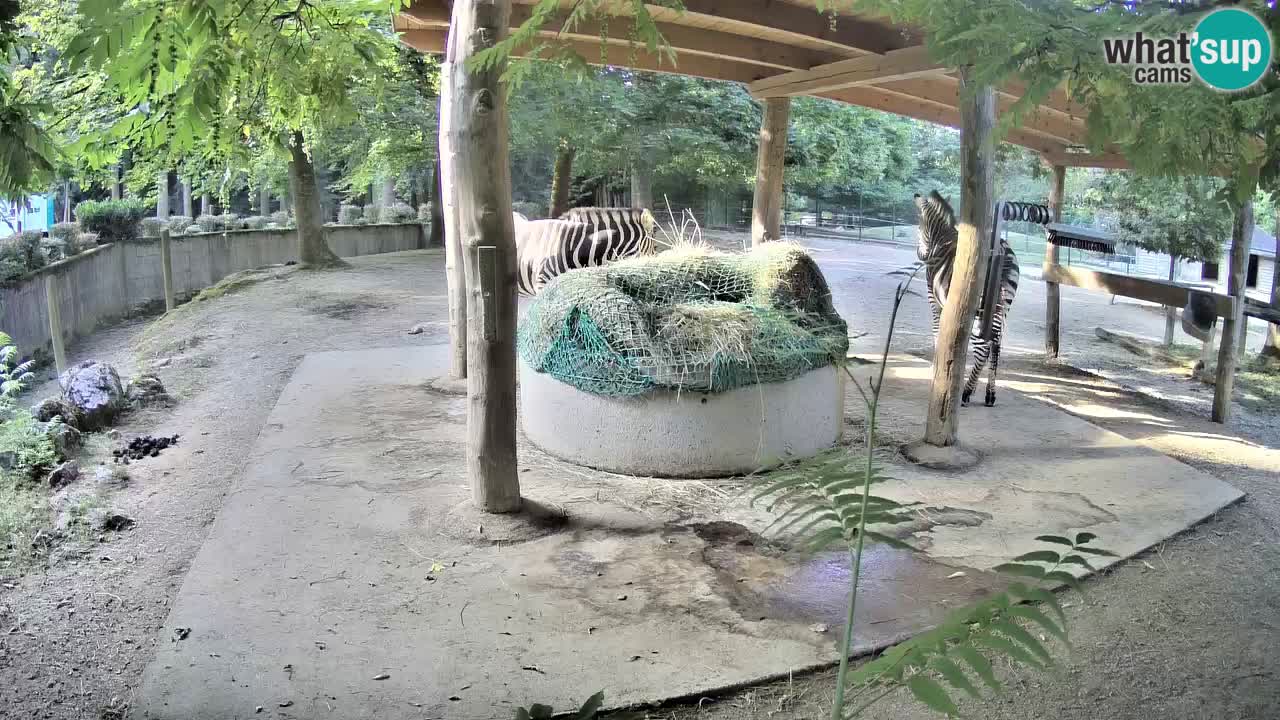 Live webcam Zebras in Ljubljana ZOO – Slovenia
