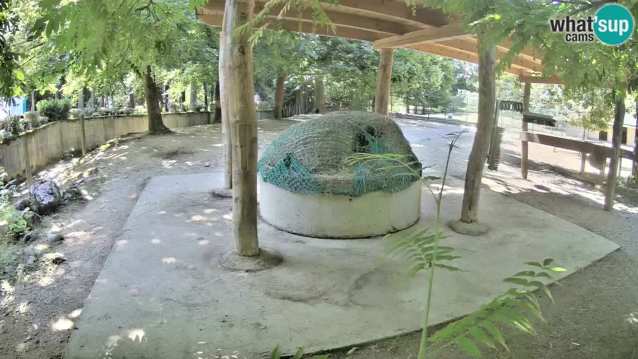 Live webcam Zebras in Ljubljana ZOO – Slovenia